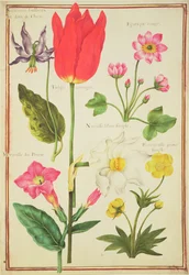Études de fleurs
